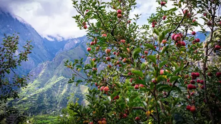 apple_trees_orchard_Himachal_Pradesh_India